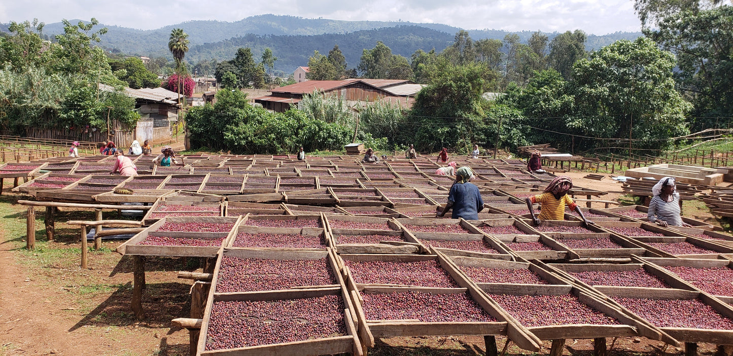 Ethiopia Biloya Filter