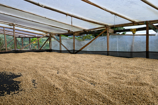 Colombia - Decaf de Cana (Espresso)