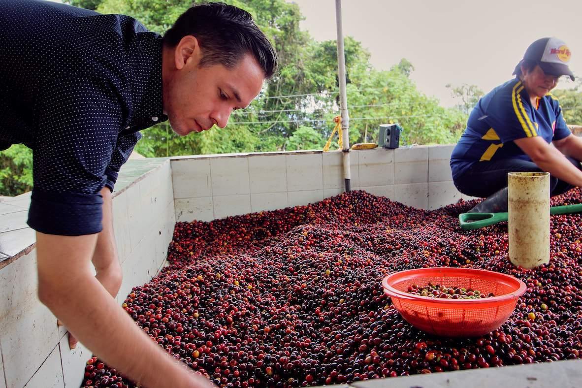 Colombia El Diviso Ombligon DECAF FILTER