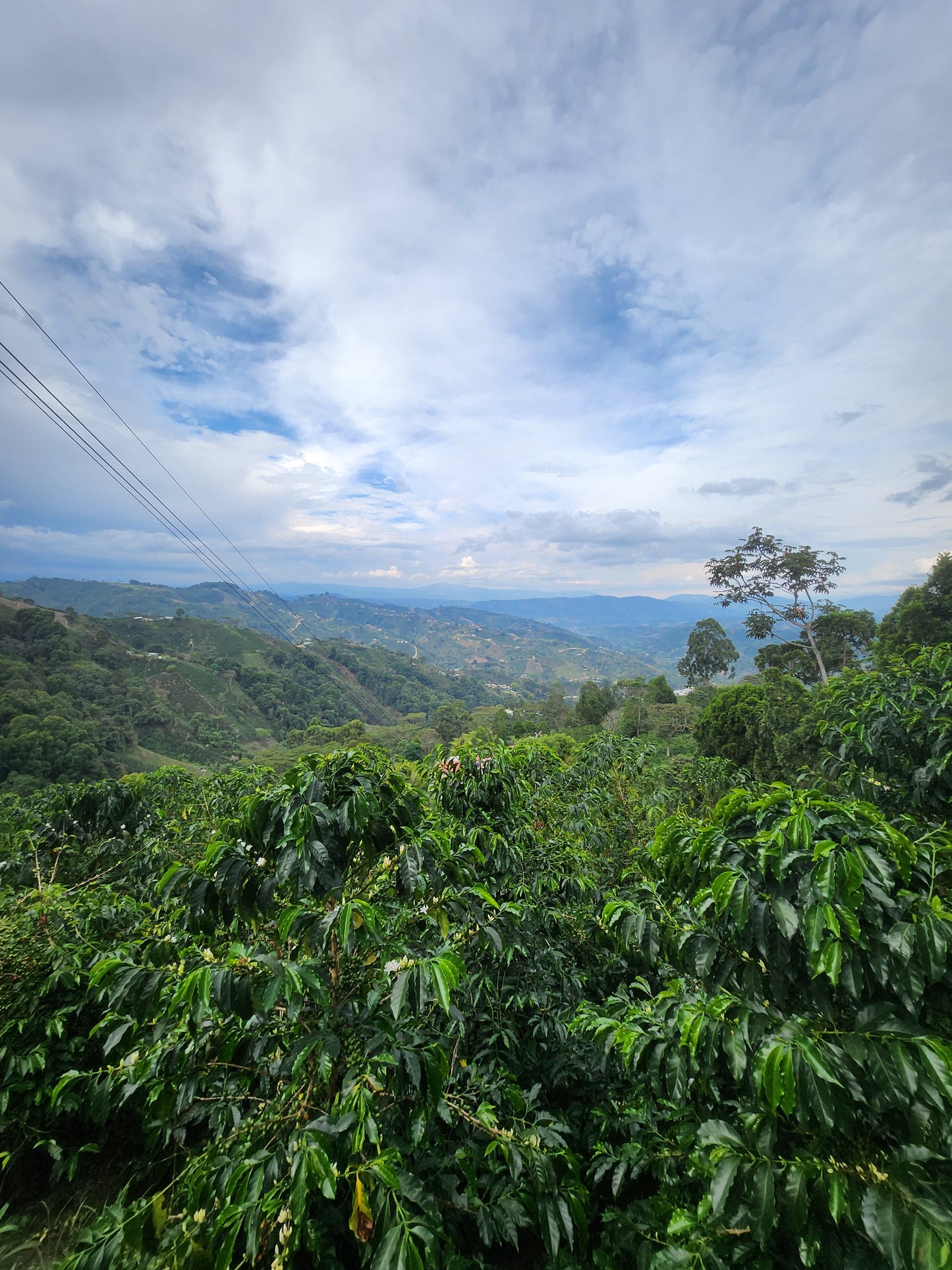 Colombia Tatan Gasca Controlled Fermentation Natural FILTER