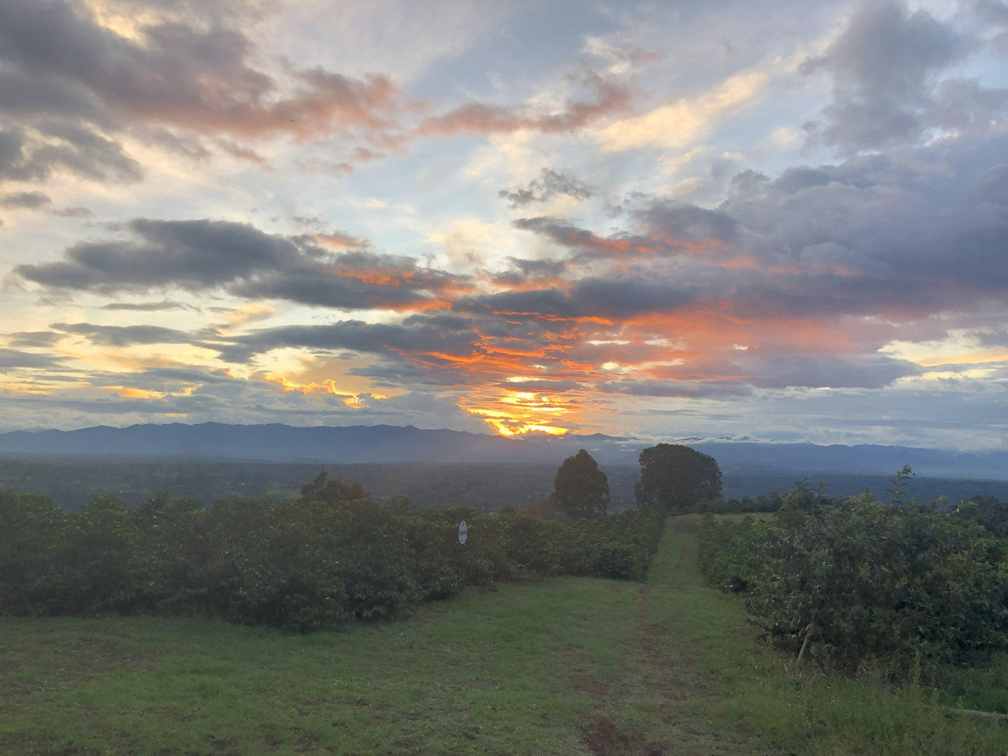 Colombia Wilton Benitez Red Bourbon Washed ESPRESSO