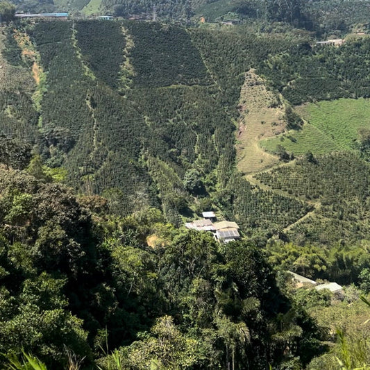 Colombia - Finca Resinas Pink Borbon Creation (Filter)