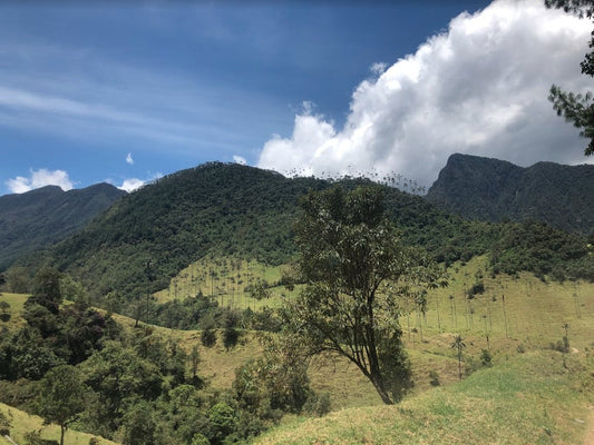 Colombia - Campo Hermoso Black Honey CM Sidra (Filter)