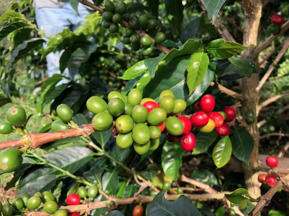 Colombia Campo Hermoso Wush Wush FILTER