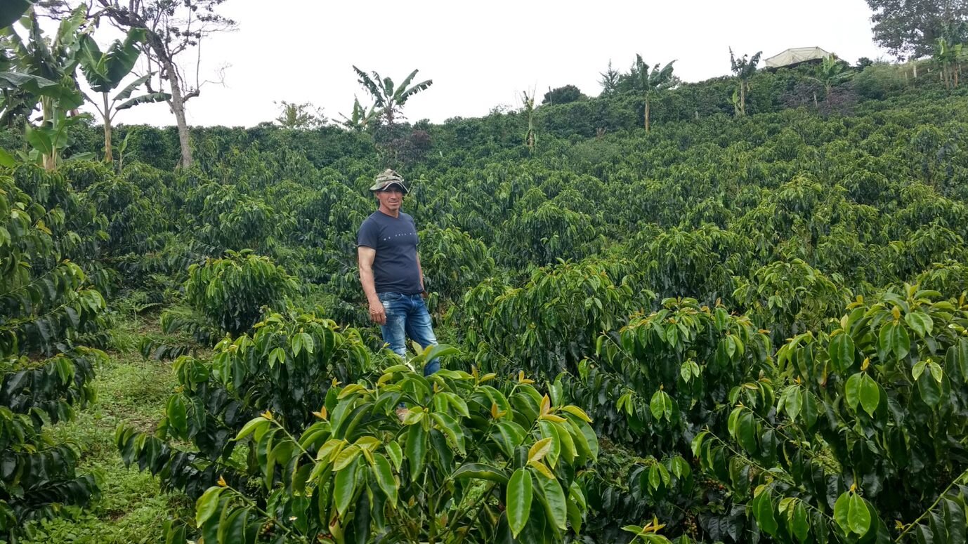 Colombia Carambolo Washed FILTER