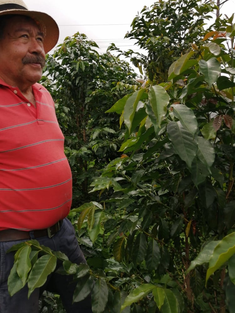 Colombia Finca Las Flores Pink Bourbon Washed FILTER