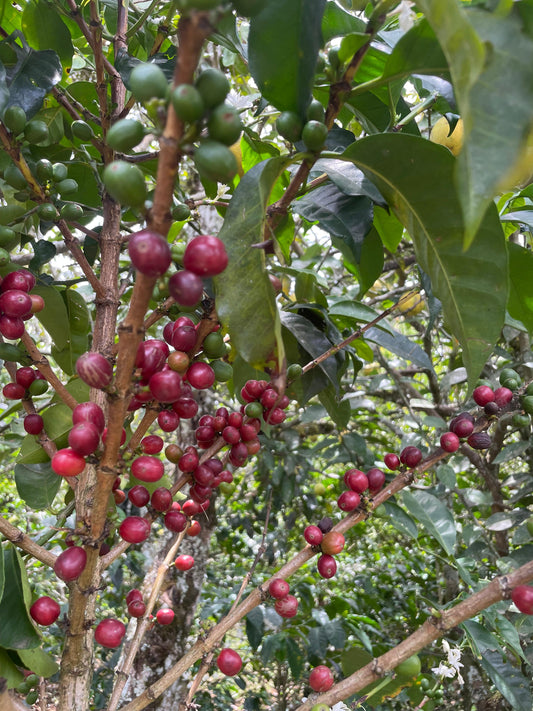 Colombia Villa Aroma Geisha Washed FILTER