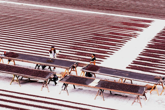 El Salvador Emilio Lopez SL34 Natural ESPRESSO