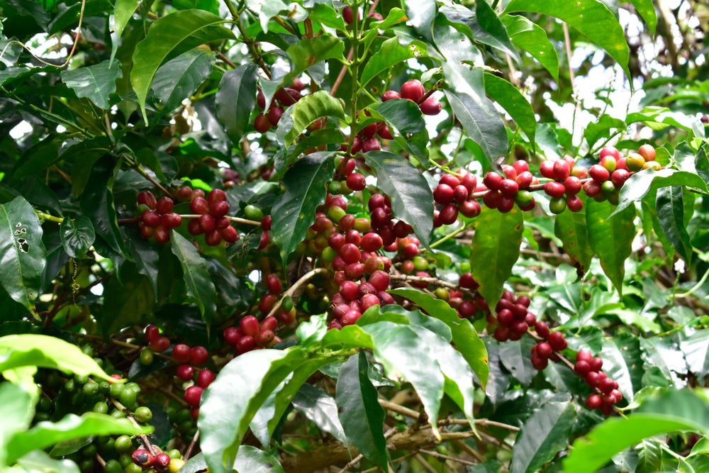 Ethiopia Halo Beriti Yirgacheffe Natural FILTER