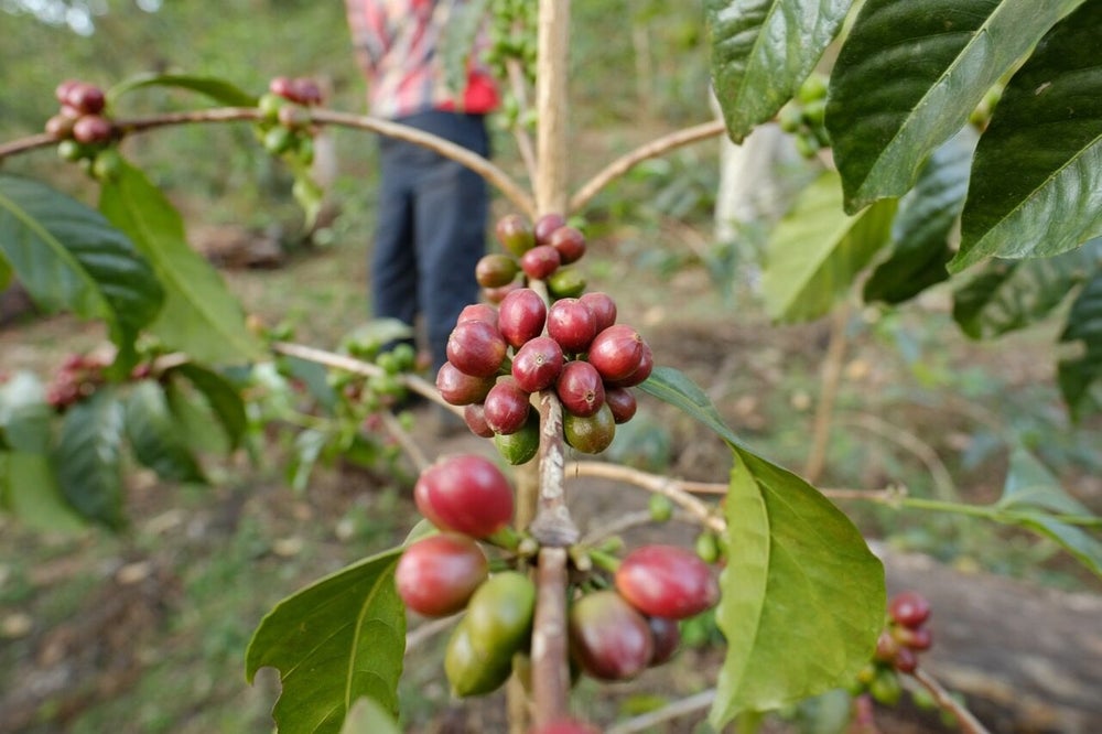 Ethiopia Tibebu Aleto Sidamo Natural FILTER