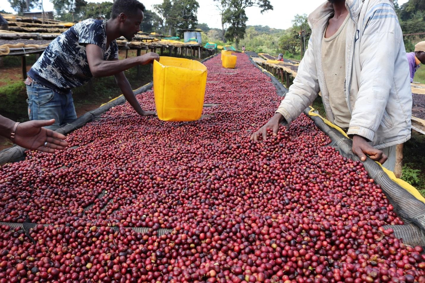 Ethiopia Yirgacheffe Danche Natural FILTER