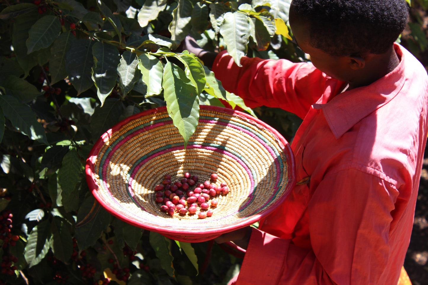 Ethiopia Chelchele Filter