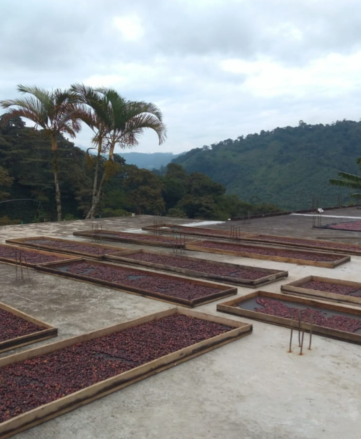 Colombia Finca Jardines Del Eden Filter
