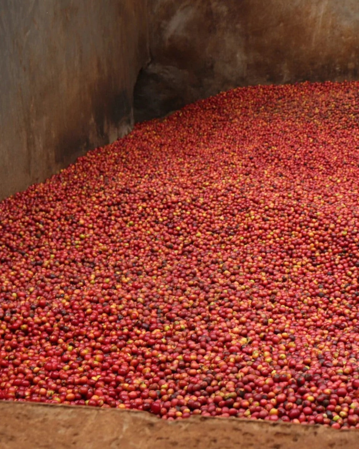 Kenya Kathangariri AA Espresso