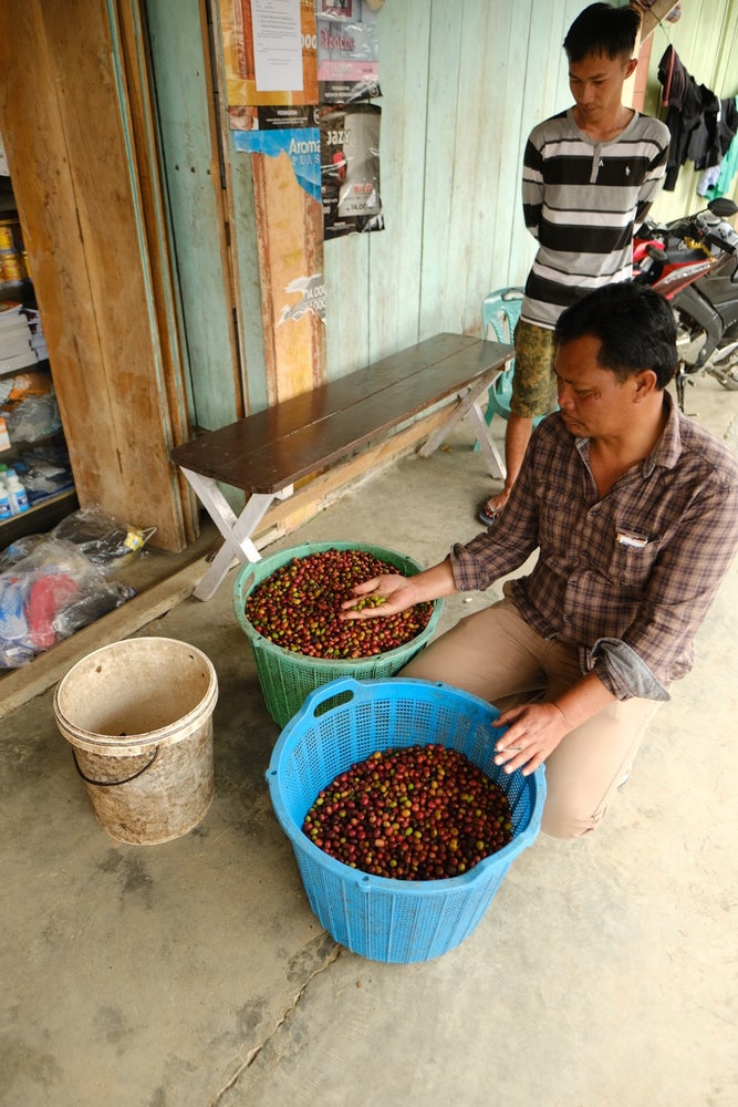 Indonesia Ribang Gayo Honey Espresso
