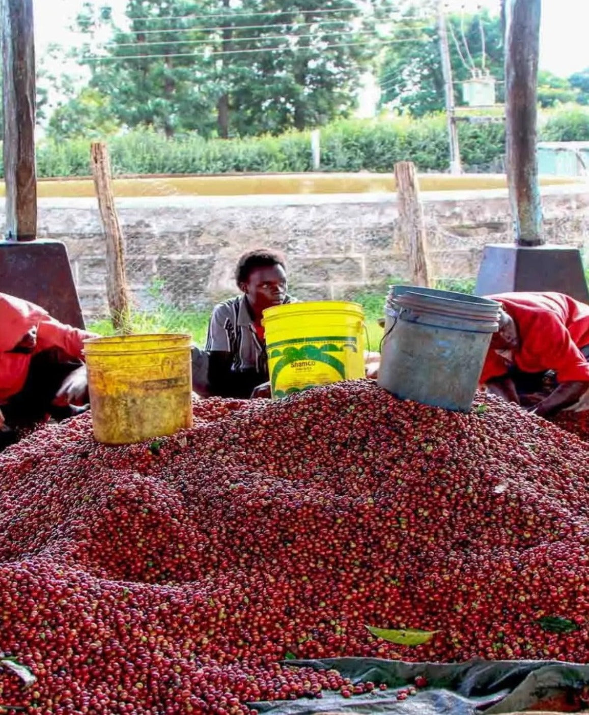 Kenya Thunguri PB Filter