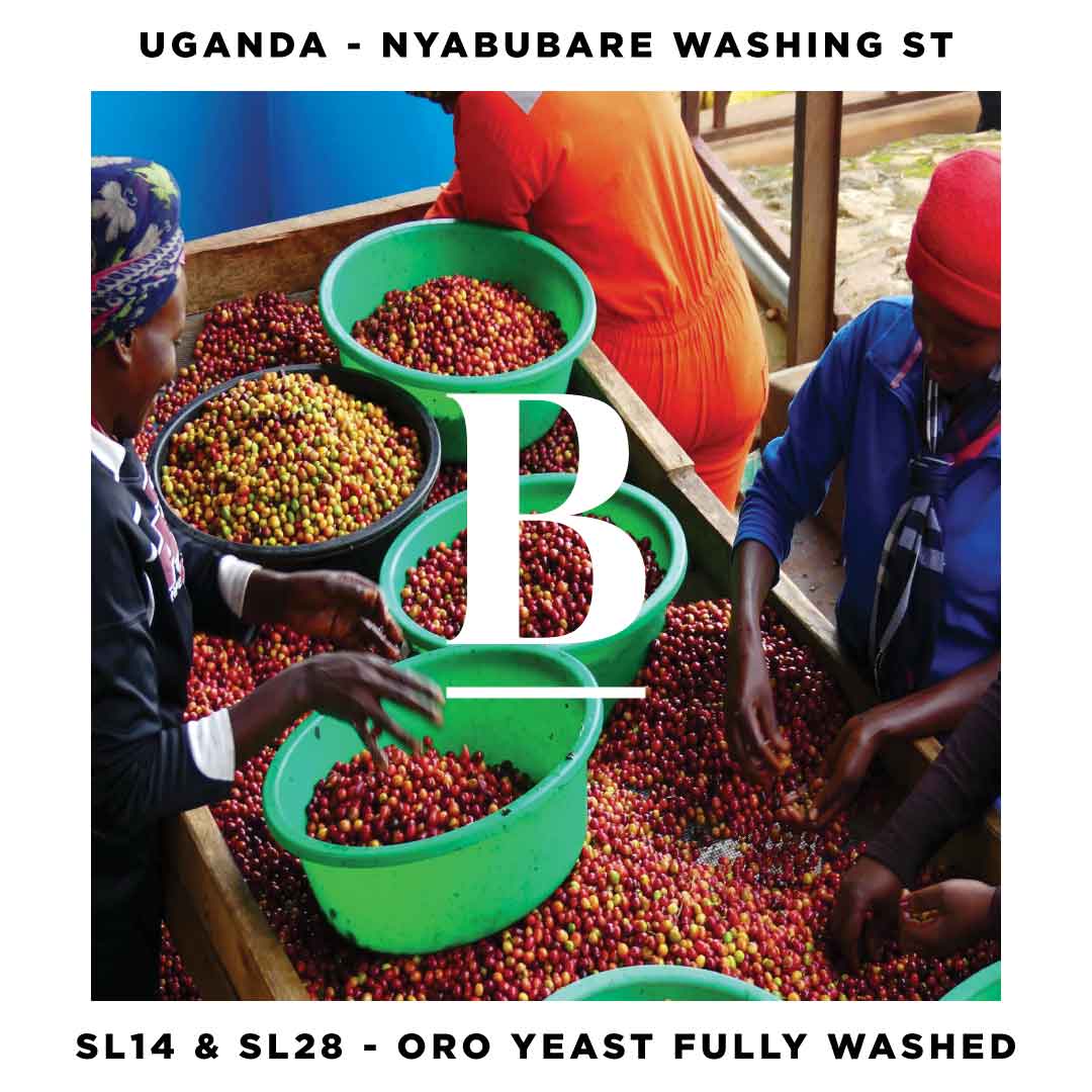 Uganda Oro Yeast Fully Washed Single Origin Filter