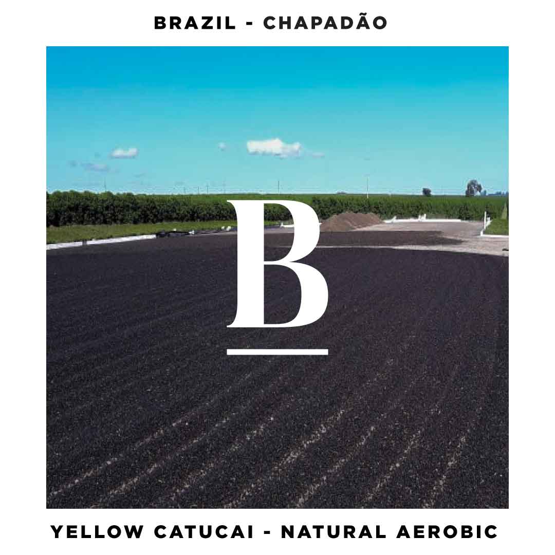 Brazil Chapadão Farm Natural Aerobic Single Origin Filter