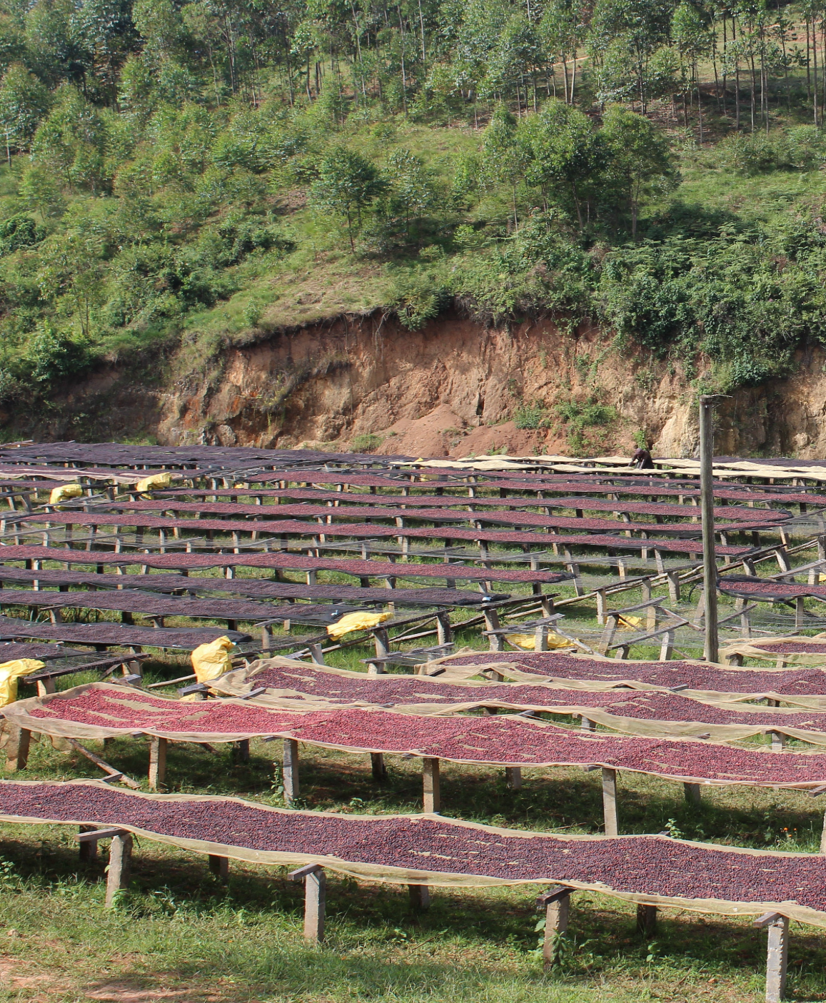 Burundi Kibingo Cima Anaerobic Natural Espresso