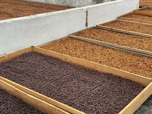 Colombia Campo Hermoso Red Honey CM Chiroso FILTER