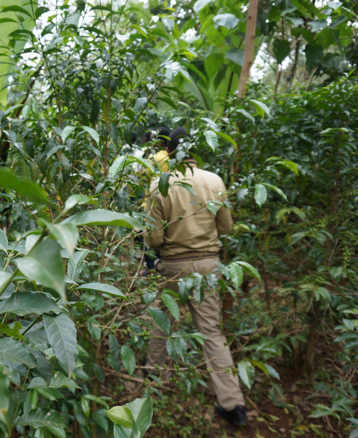 Ethiopia Yirgacheffe Tarekech Werasa Espresso