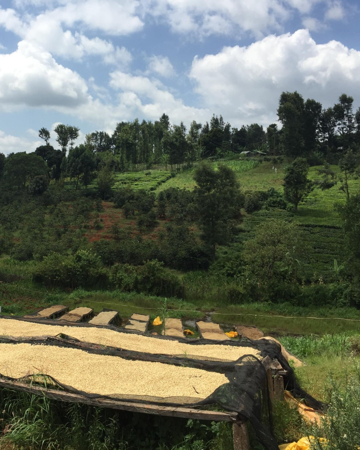 Kenya Kamwangi AA Espresso