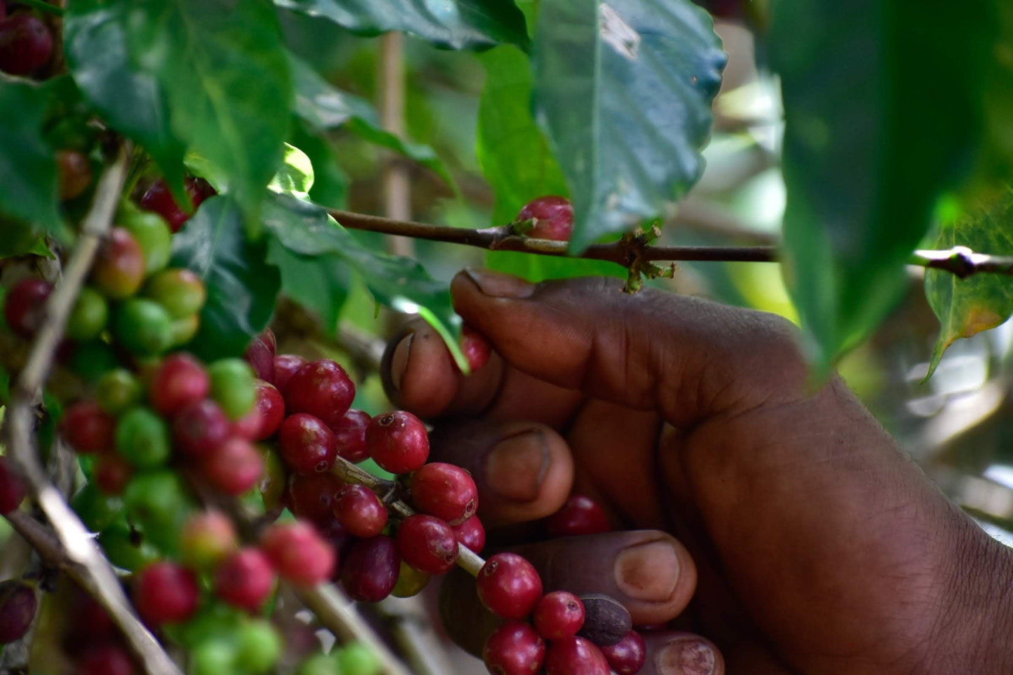 Ethiopia Idido      Filter