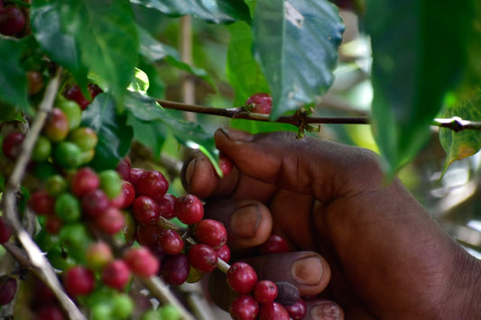 Ethiopia Idido      Filter
