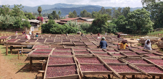 Ethiopia Biloya      Espresso