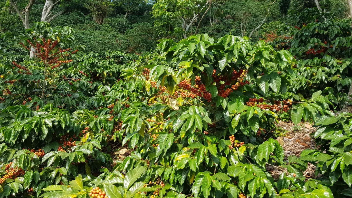 El Salvador Manzanal     Filter