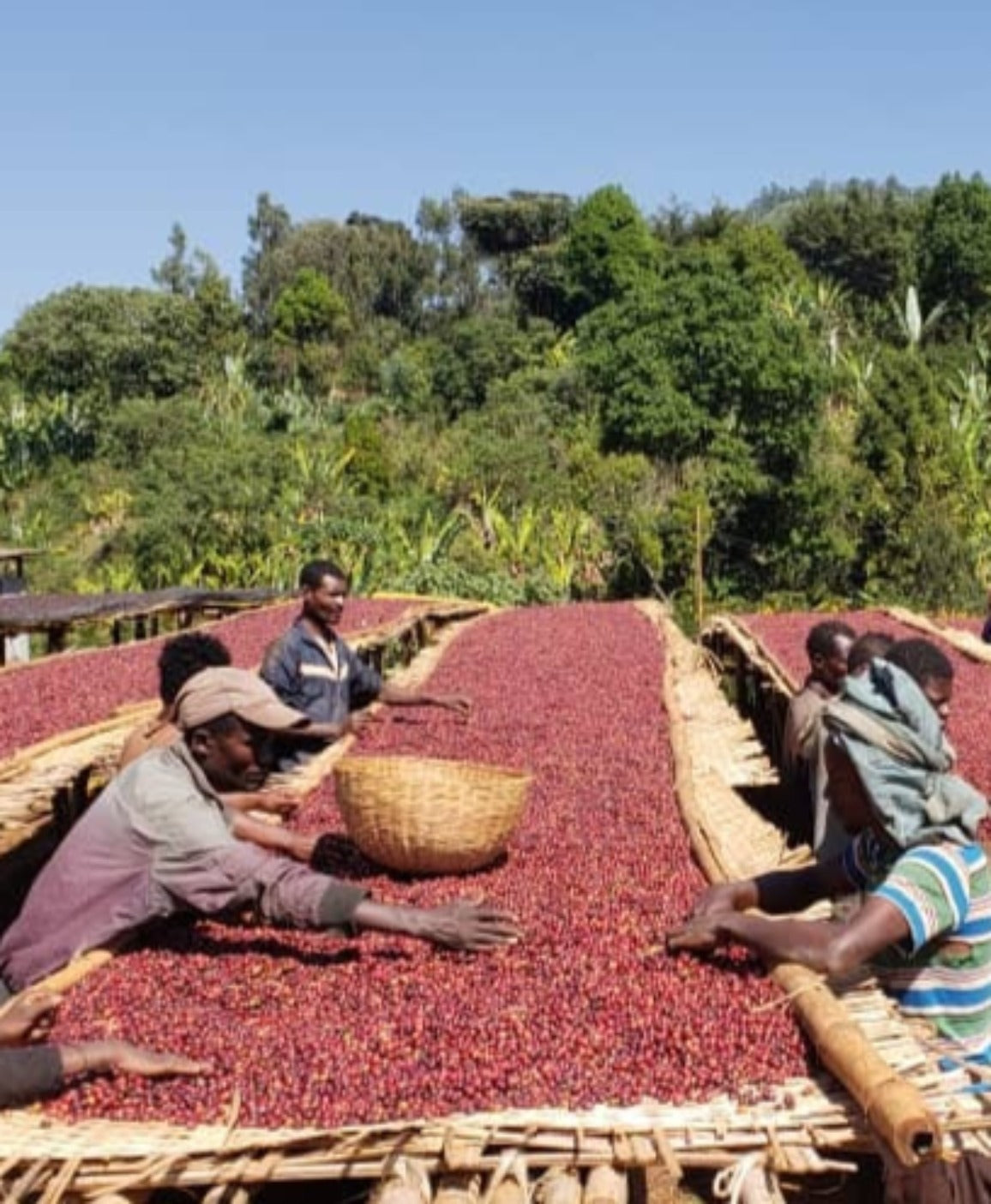 Ethiopia Kochere Boji    Espresso