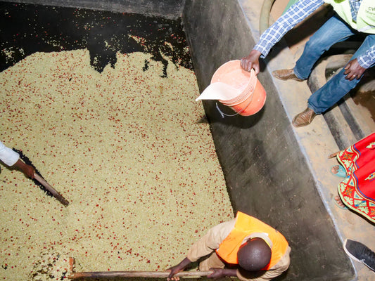Burundi Butegana Cima Yeast Natural      FILTER