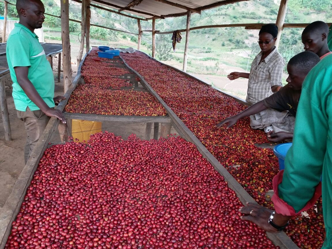 Burundi Gahahe Natural FILTER