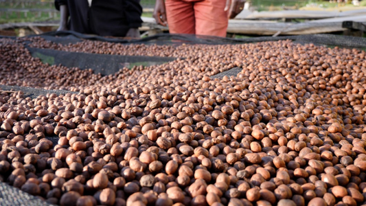 Burundi Nemba Intenso Yeast Natural ESPRESSO