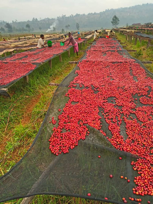 Burundi Rimiro Natural FILTER