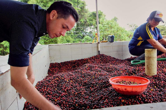 Colombia El Diviso Ombligon DECAF FILTER