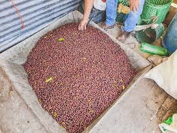 Colombia El Jardin "Gesha Ducuara" FILTER
