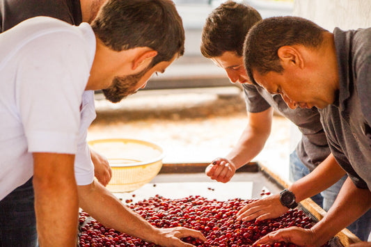 Colombia El Vergel Anaerobic Natural EA Decaf ESPRESSO