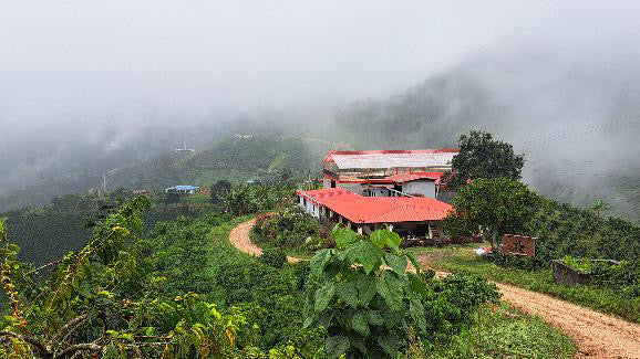 Colombia Finca Las Flores Ombligon Anaerobic Thermal Shock FILTER