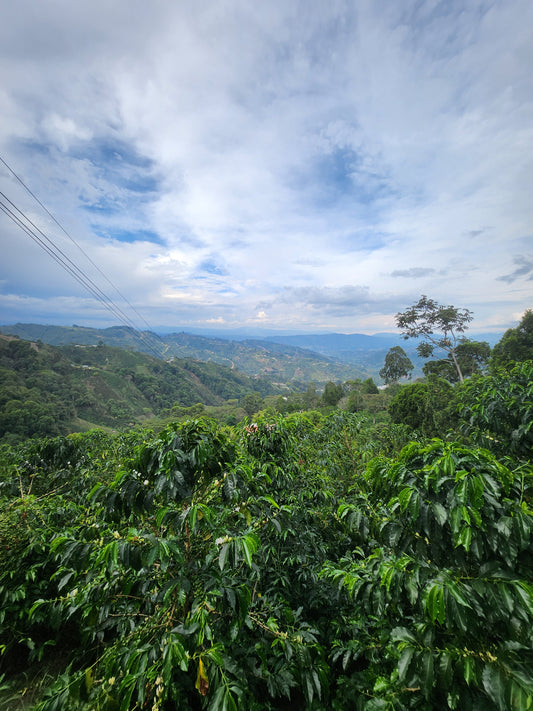 Colombia Tatan Gasca Controlled Fermentation Natural FILTER