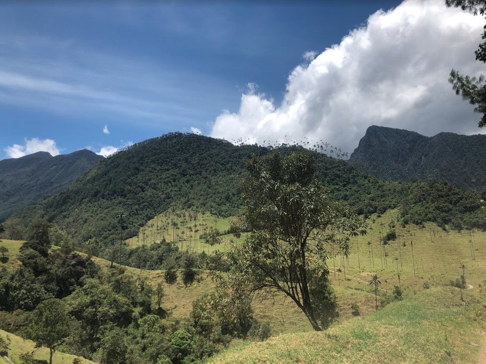 Colombia Campo Hermoso Black Honey CM Sidra   FILTER