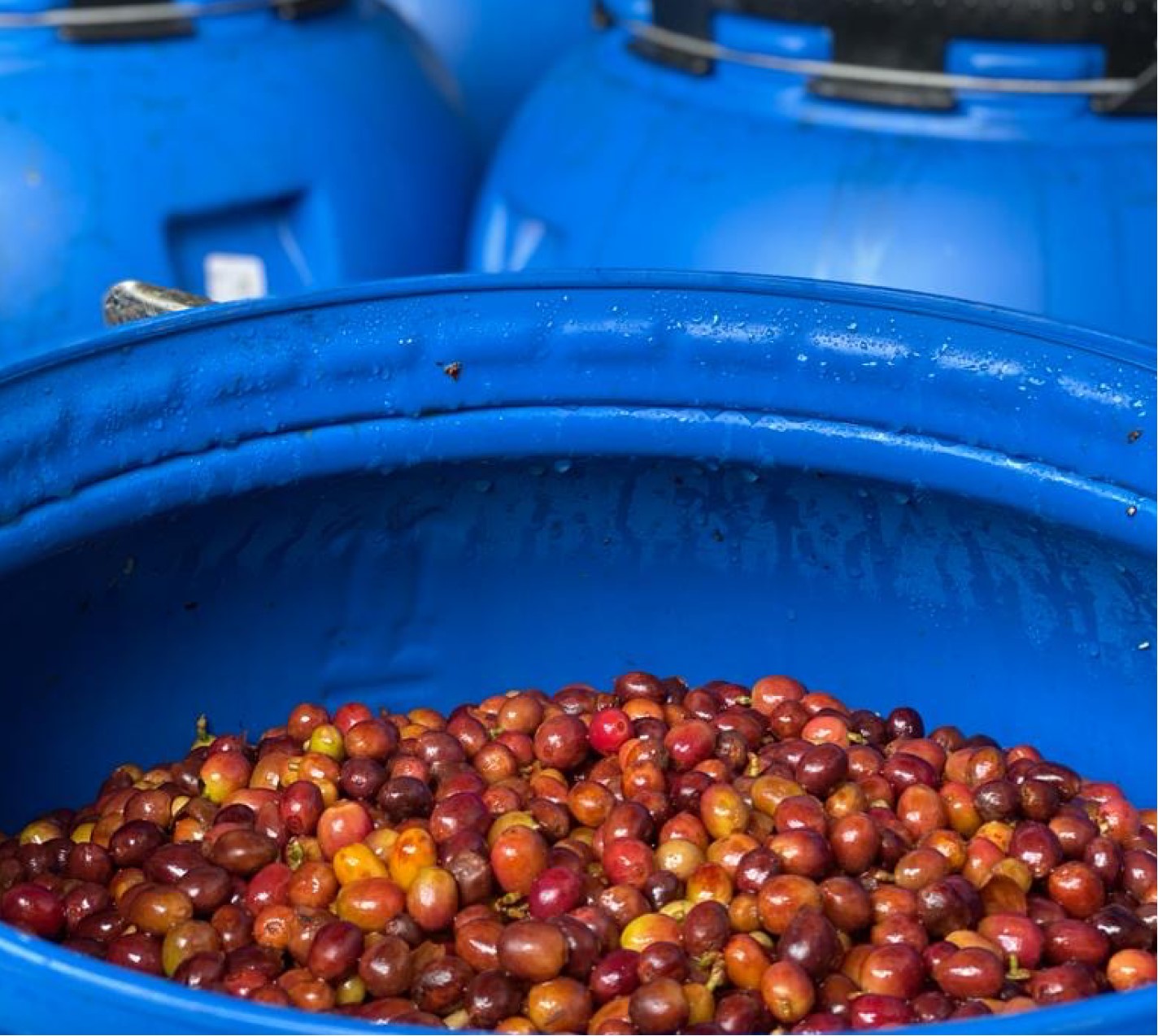 Colombia Finca Santuario Red Bourbon Double CM   ESPRESSO
