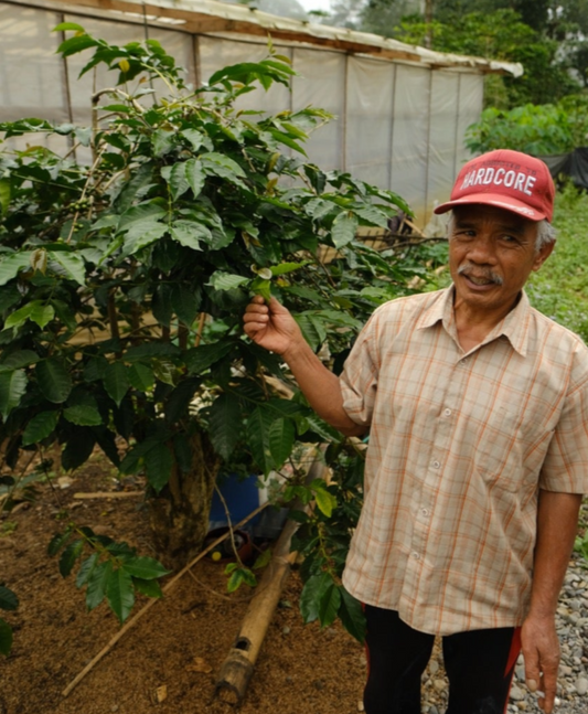 Indonesia Topidi Sulawesi      Espresso