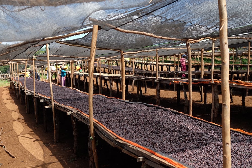 Ethiopia Dawit Dagiso      Filter