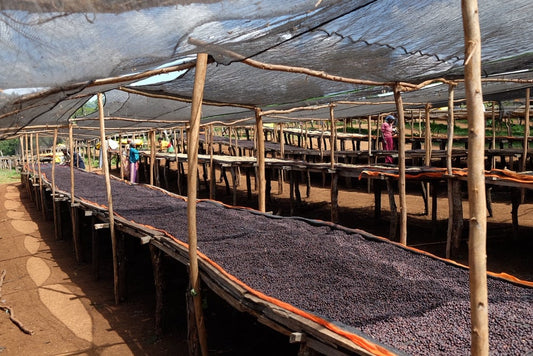 Ethiopia Dawit Dagiso      Filter