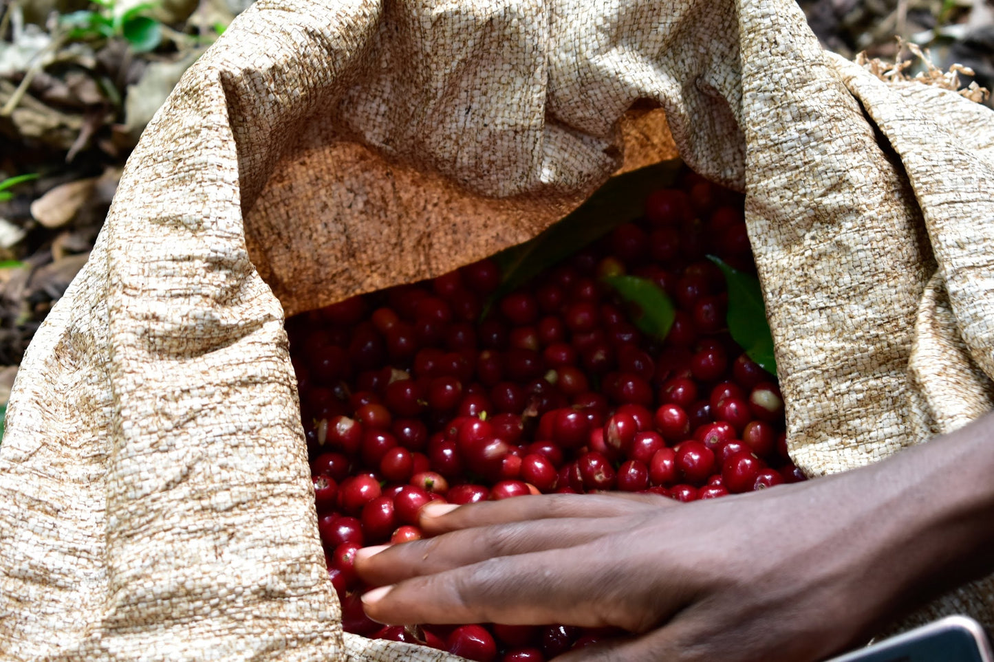 Ethiopia Banko Gotiti Washed ESPRESSO