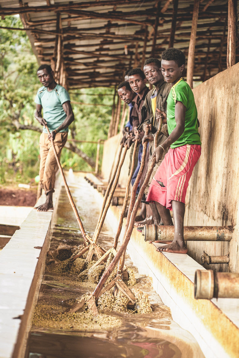 Ethiopia Chelbesa Natural FILTER