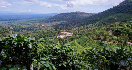 El Salvador Emilio Lopez Geisha Natural  FILTER