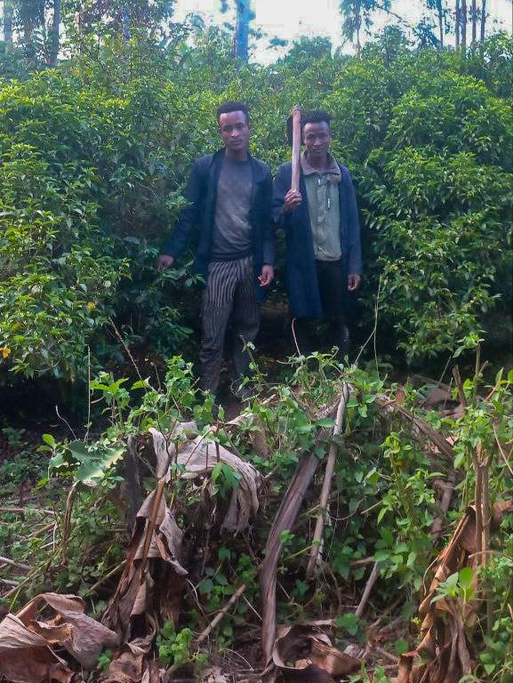 Ethiopia Bekele Gemeda Washed FILTER