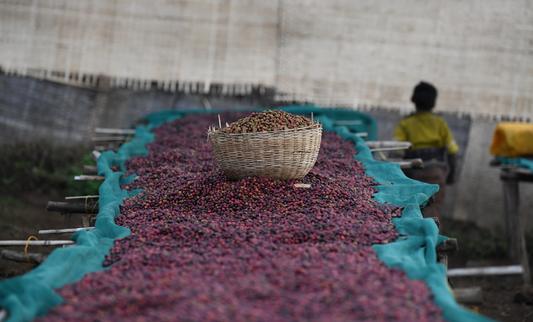 Ethiopia Girmachew Natural FILTER